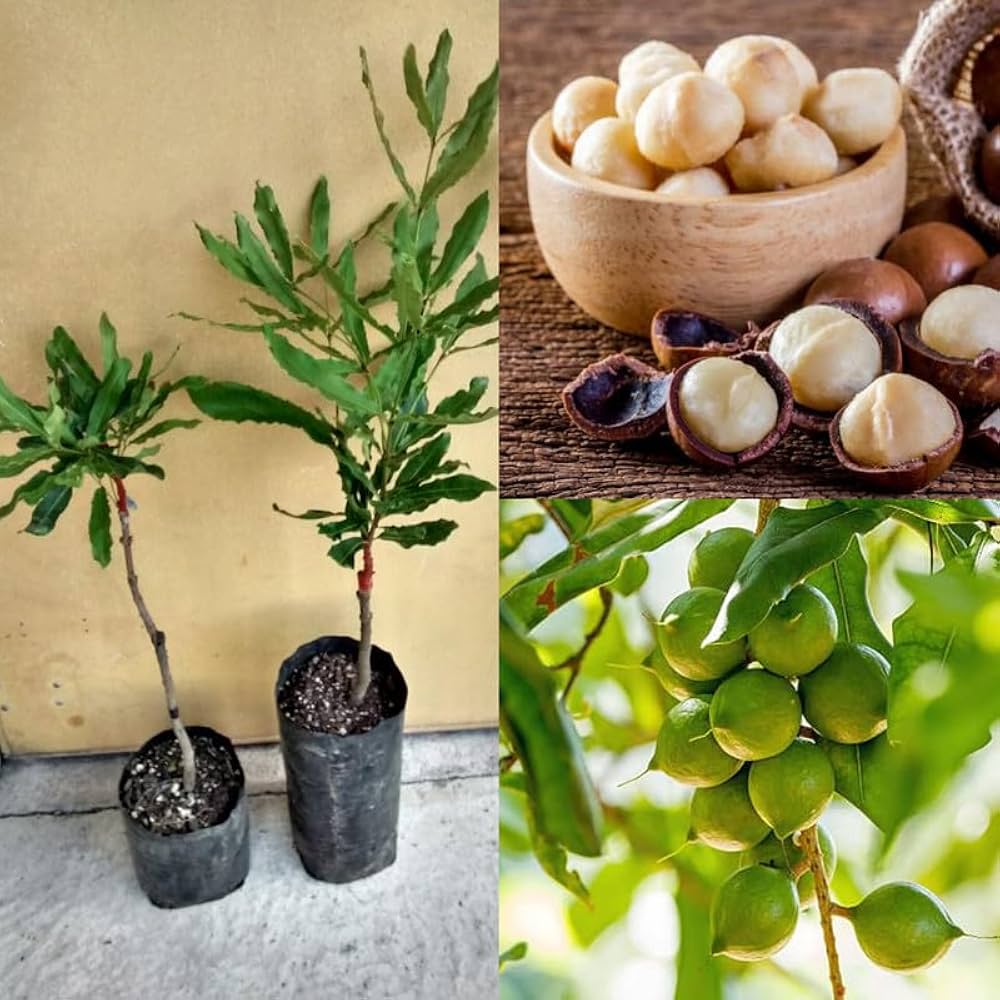 Macadamia Nut Seedling Plants  — Macadamia sapling available at Agro Nursery Garden